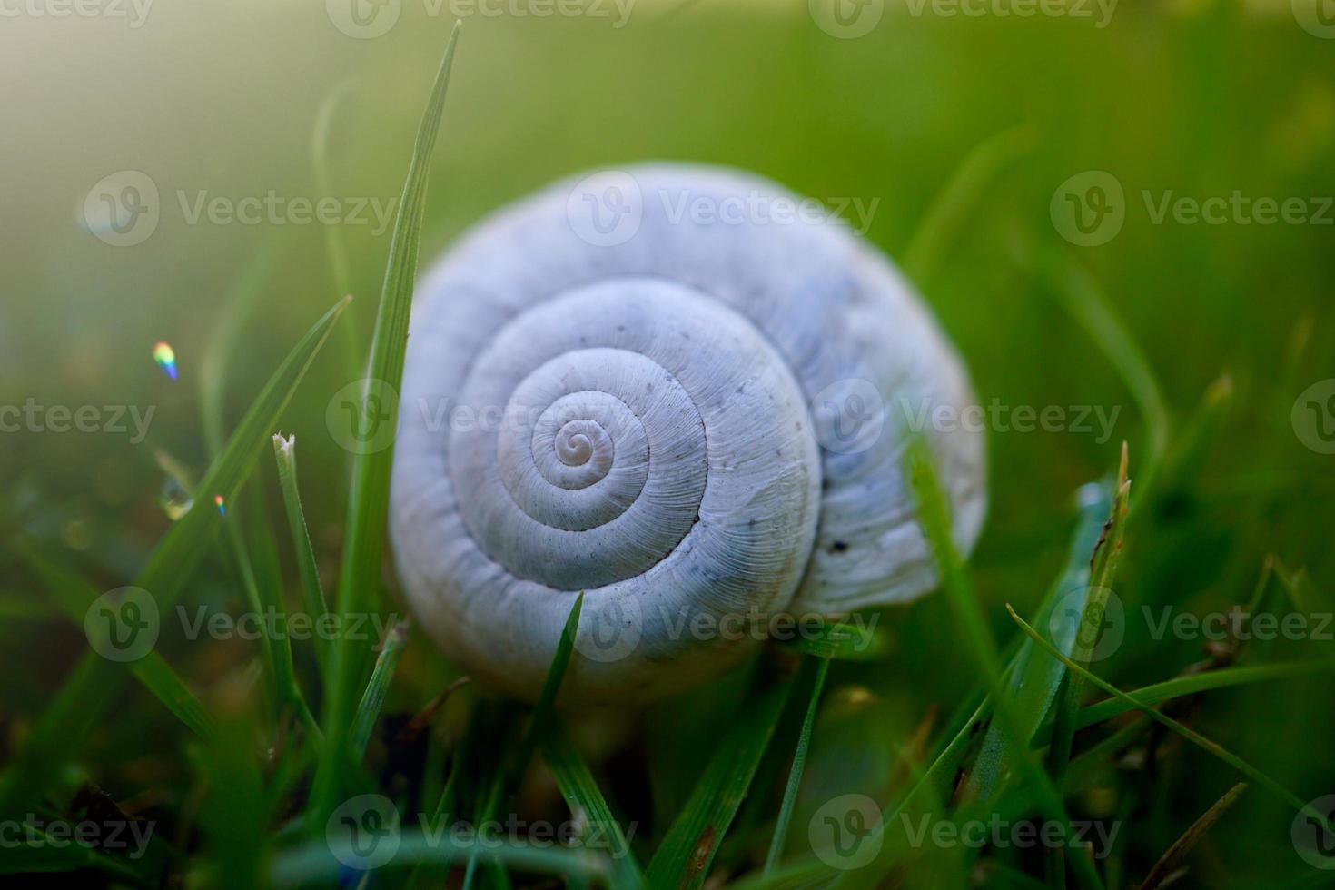 vacker vit snigel i naturen foto