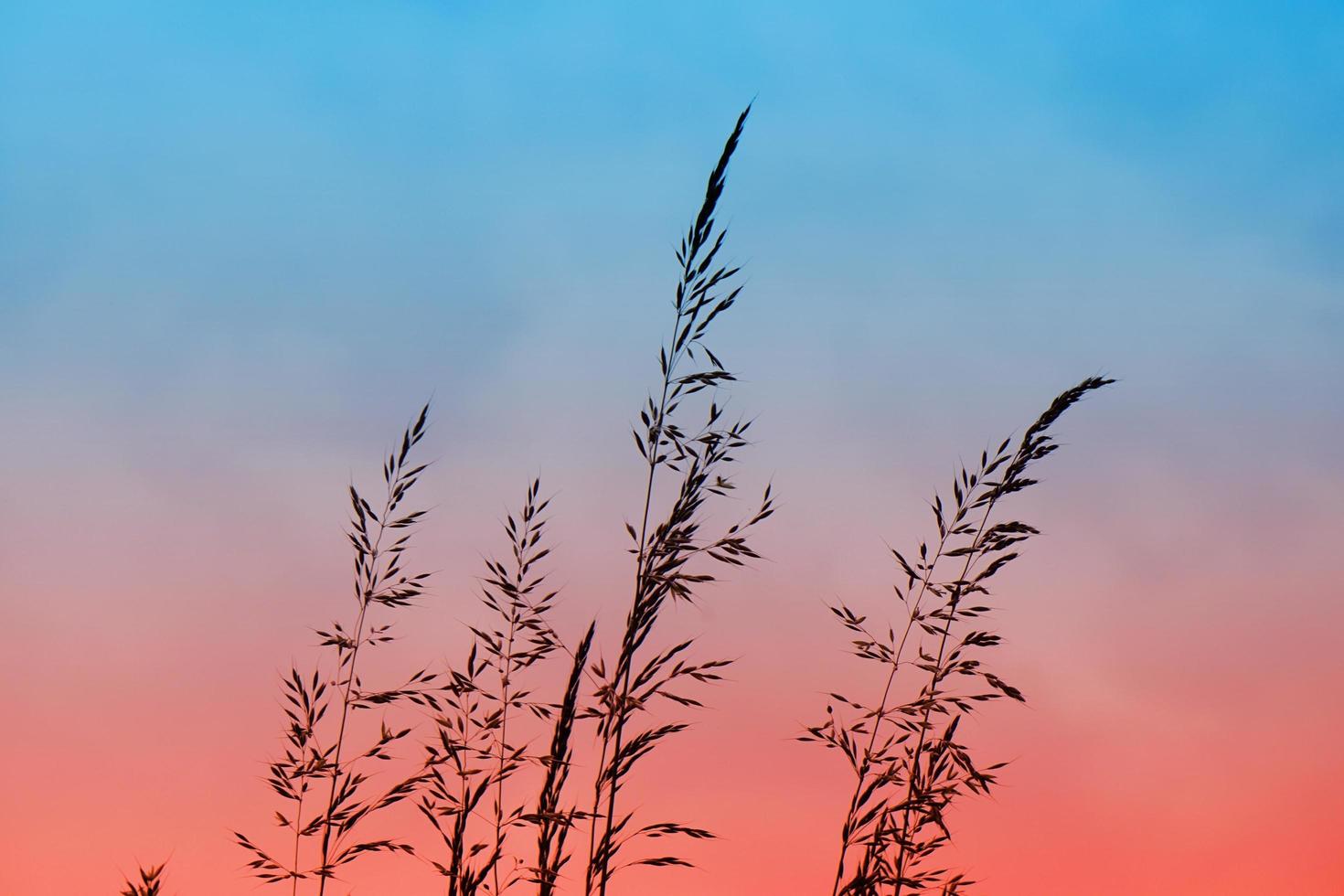 blomma växt silhuett och solnedgång under vårsäsongen foto