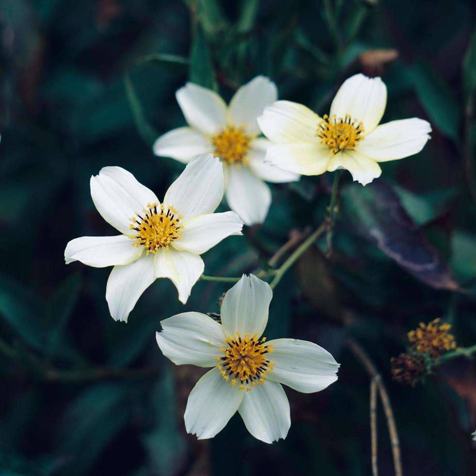 vackra vita blommor i trädgården under vårsäsongen foto