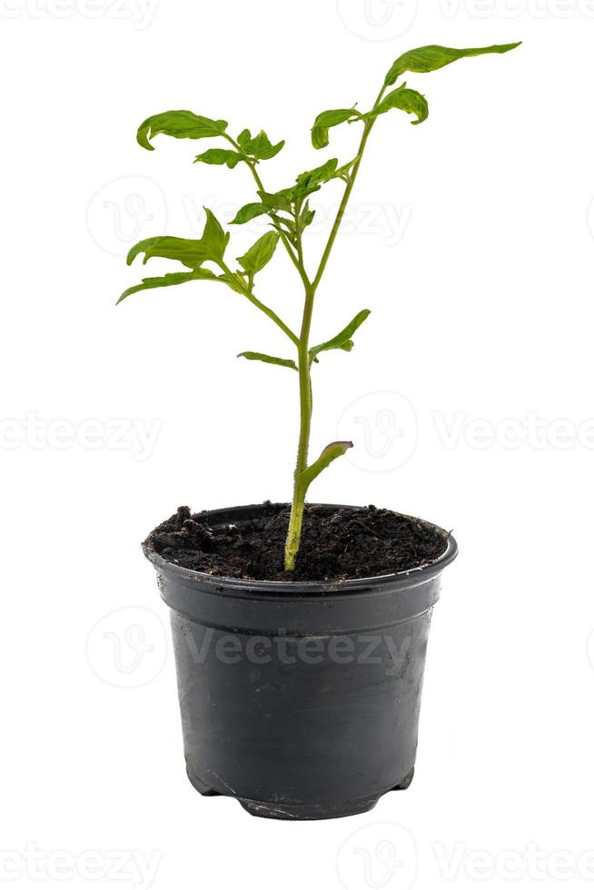 ung tomatväxt i en isolerad blomkruka foto