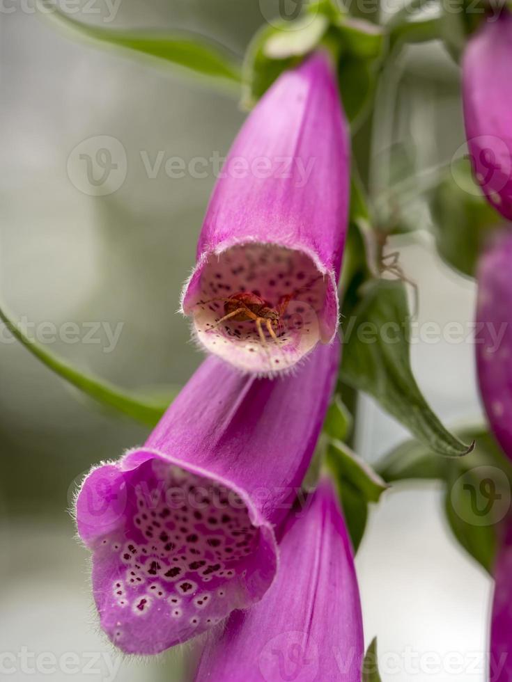 liten spindel sitter i en röd rävhandskeblomning foto