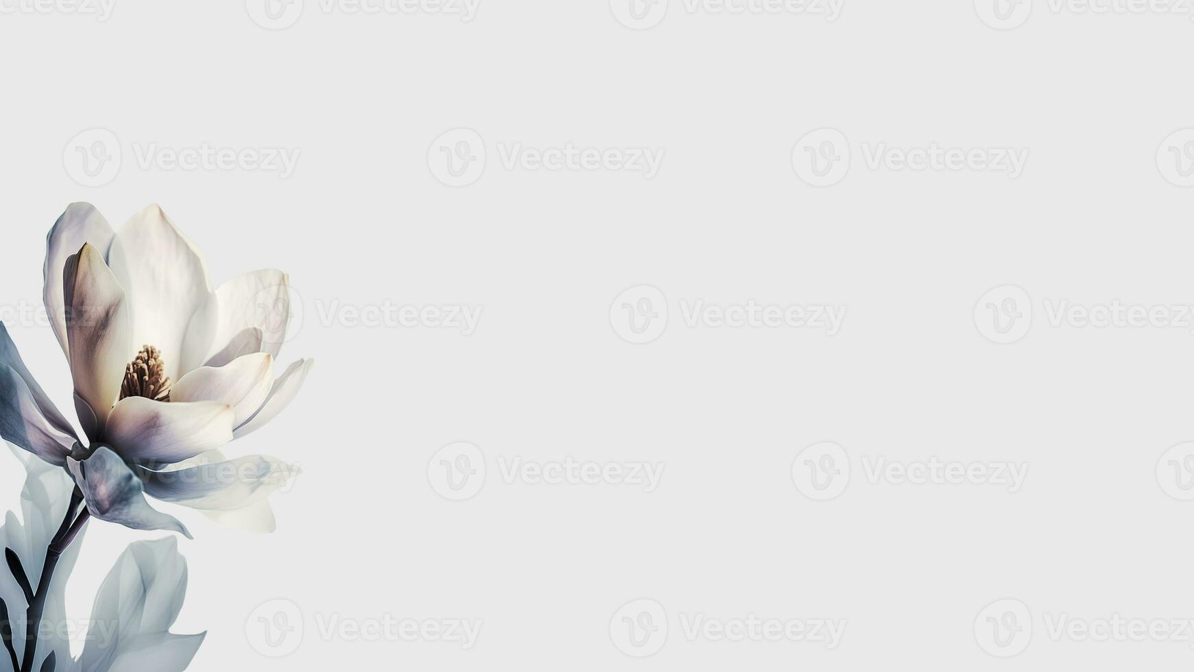 fantastisk vit magnolia blomma isolerat på vit bakgrund och Plats för meddelande. generativ ai. foto