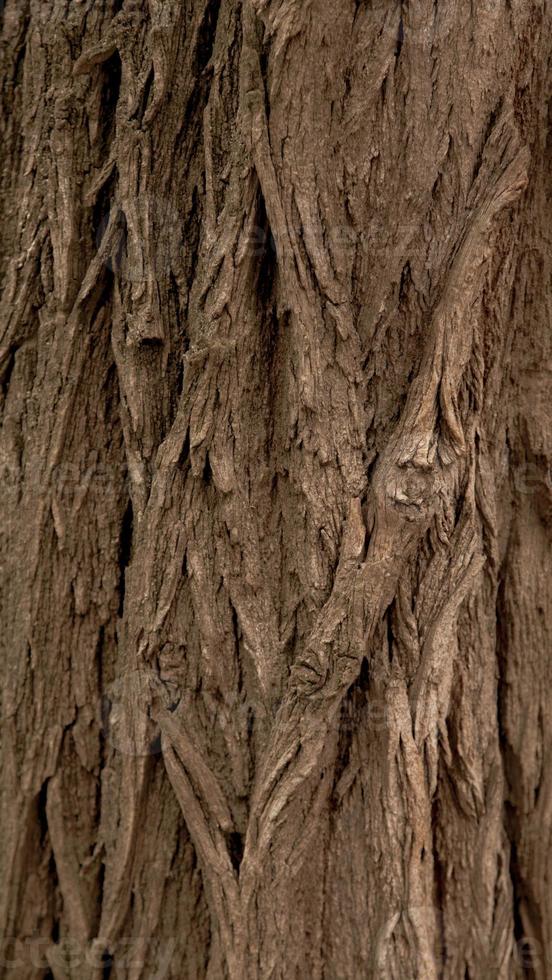 vertikal lättnad textur bakgrund av den bruna barken av ett träd foto