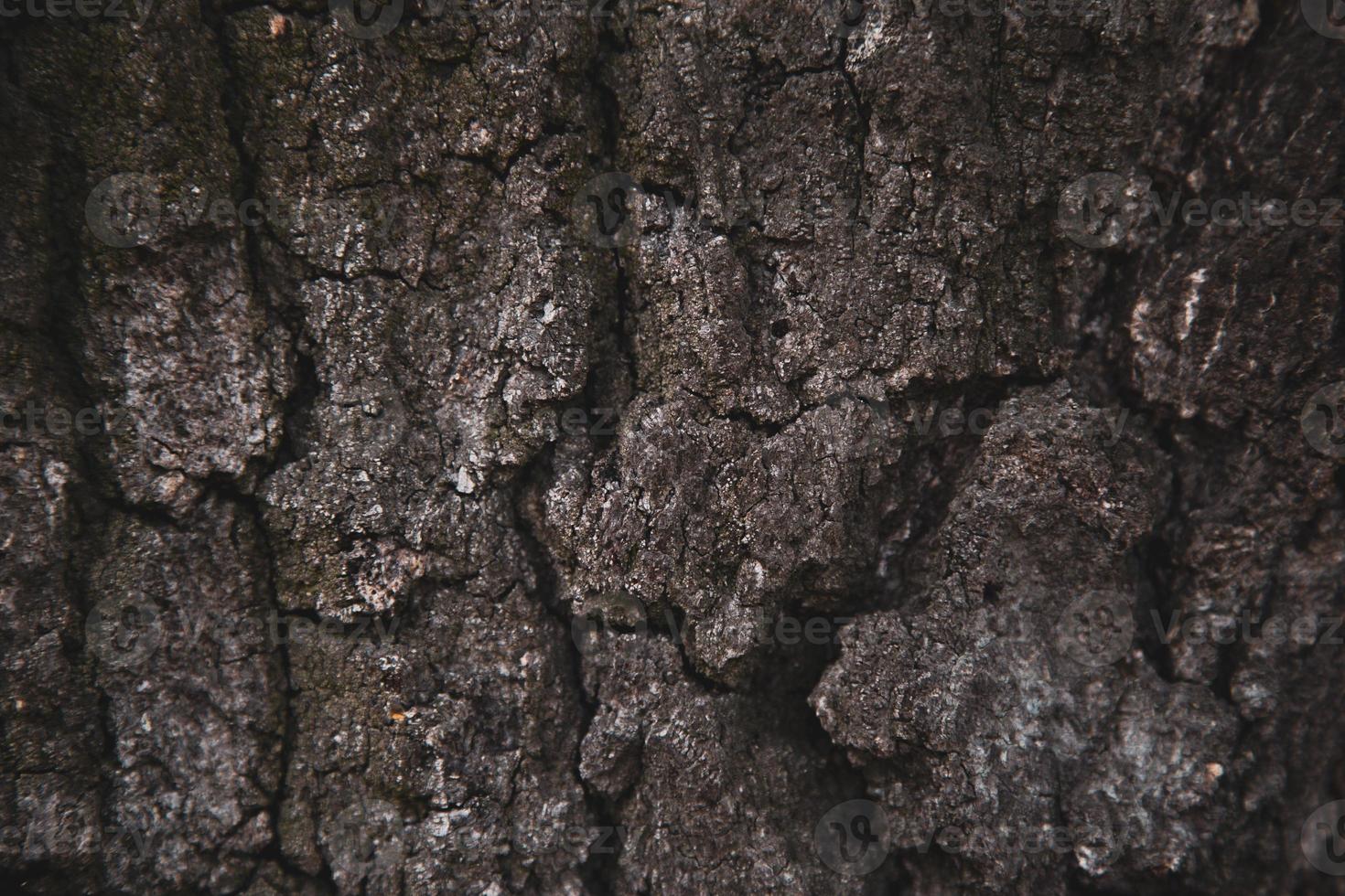 textur bakgrund av brun trädbark foto