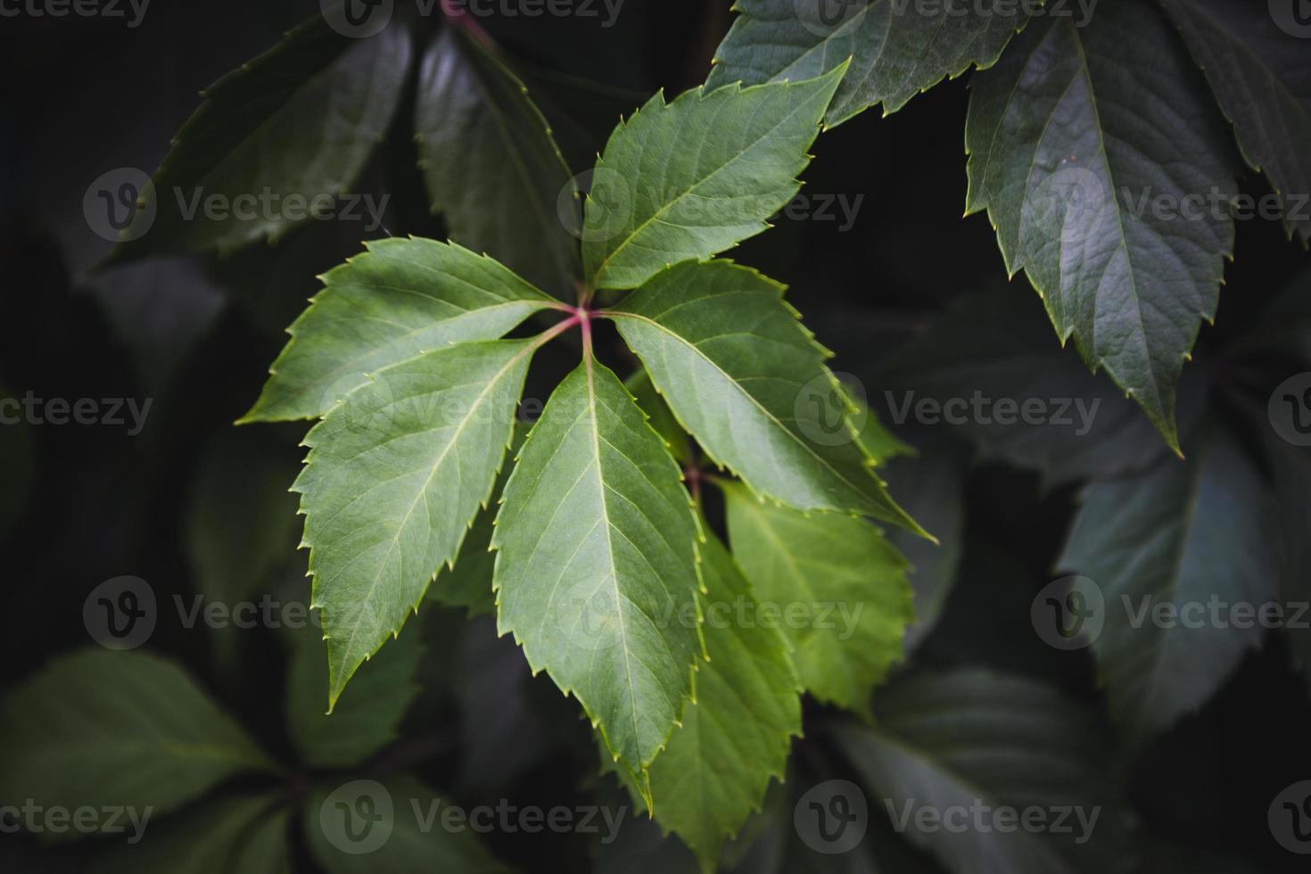 gröna blad textur bakgrund foto
