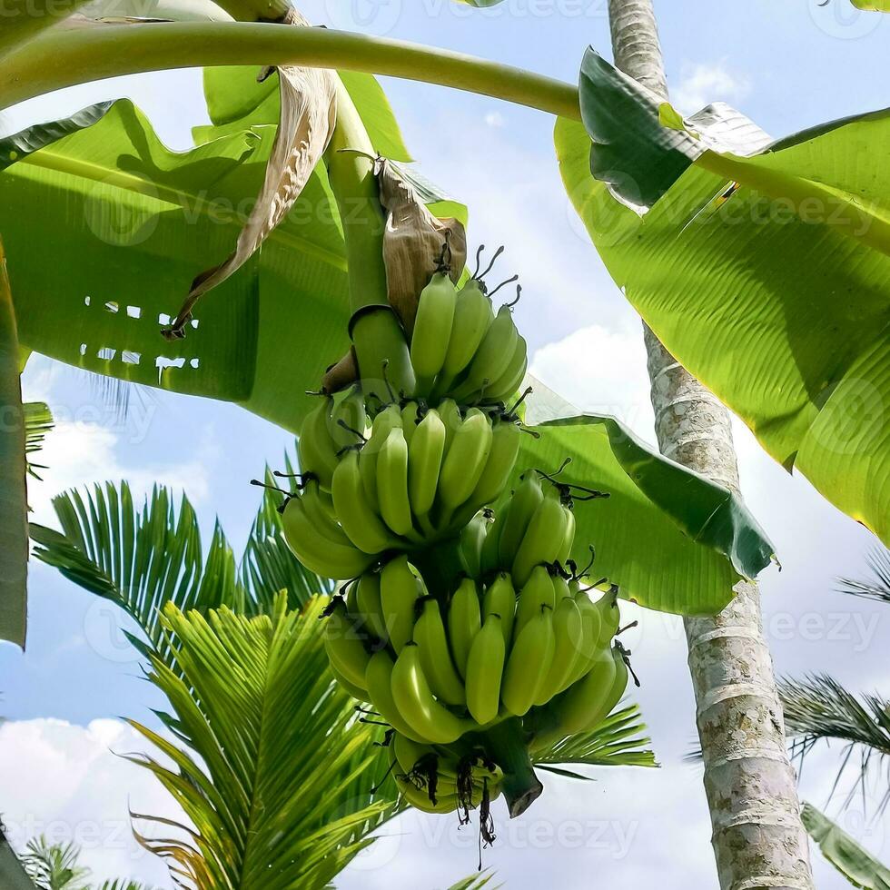 banan träd med grön bananer foto