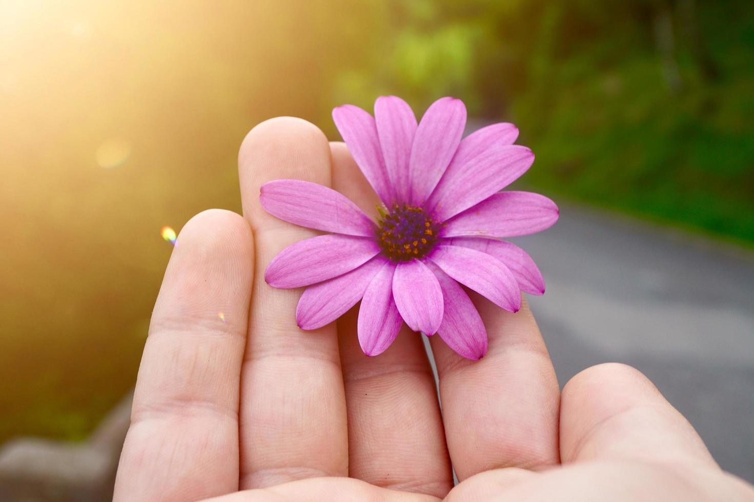 hand som håller en vacker blomma under vårsäsongen foto