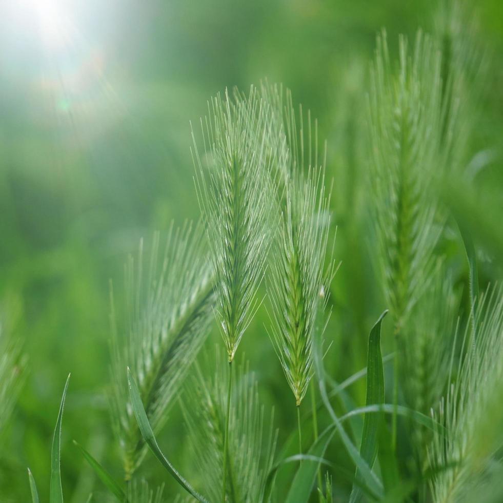 gröna växter i naturen under vårsäsongen foto