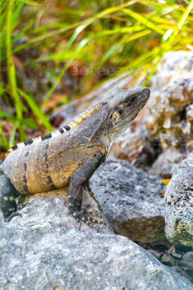 leguan på sten tropisk djungel playa del carmen Mexiko. foto