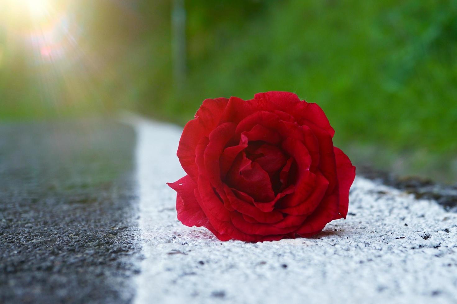 romantisk röd rosblomma på våren foto
