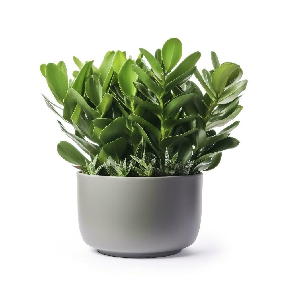 jord dag, pott med zamioculcas Hem växt på vit bakgrund, generera ai foto