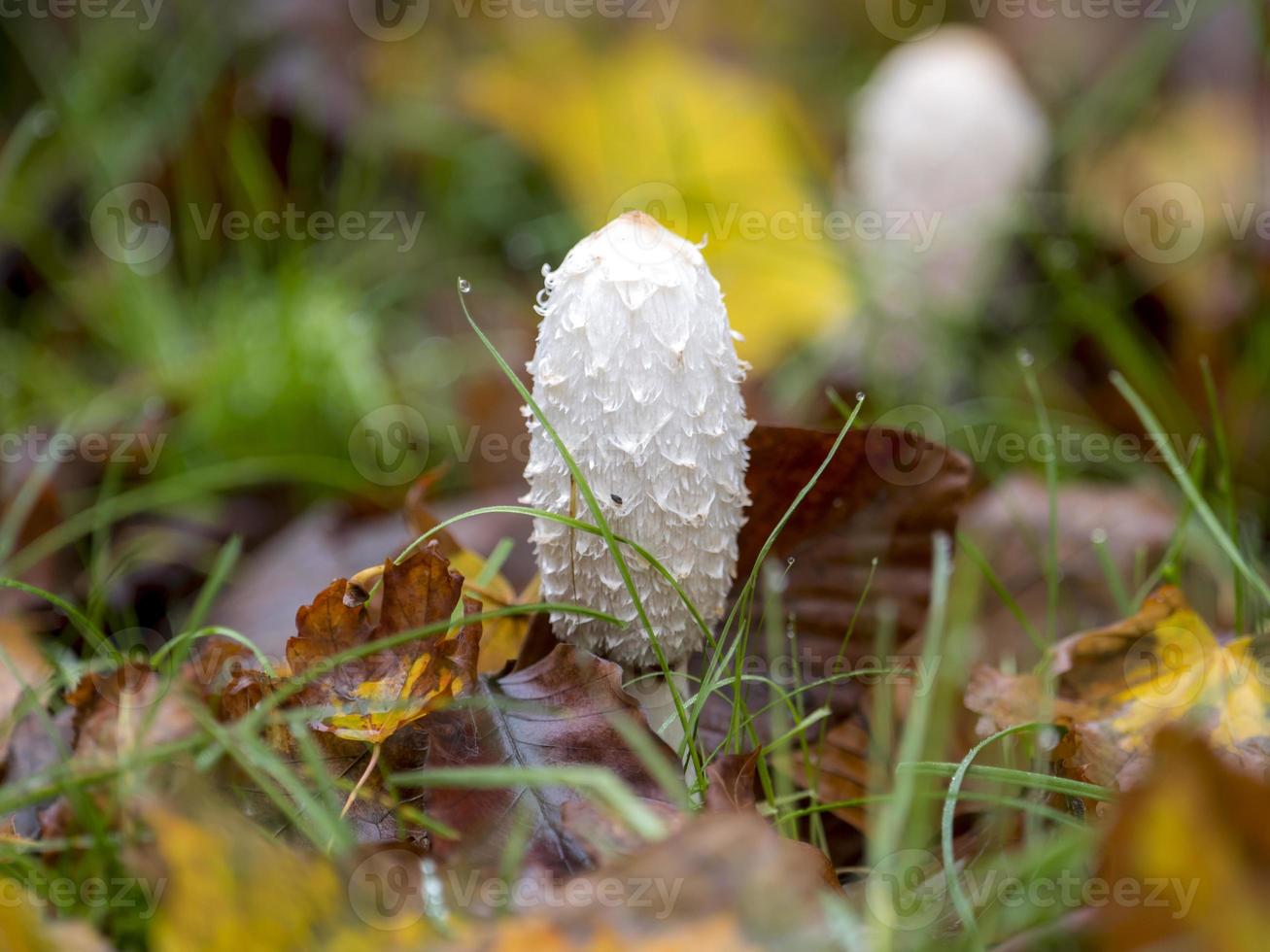 coprinus comatus står på en äng mellan höstlövverk foto