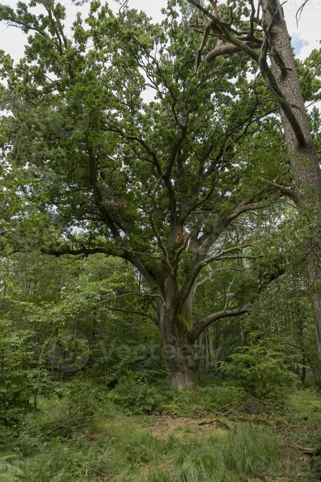 väldigt gammalt ek i ett tyskt hedskoglandskap med ormgräs och lövträd foto