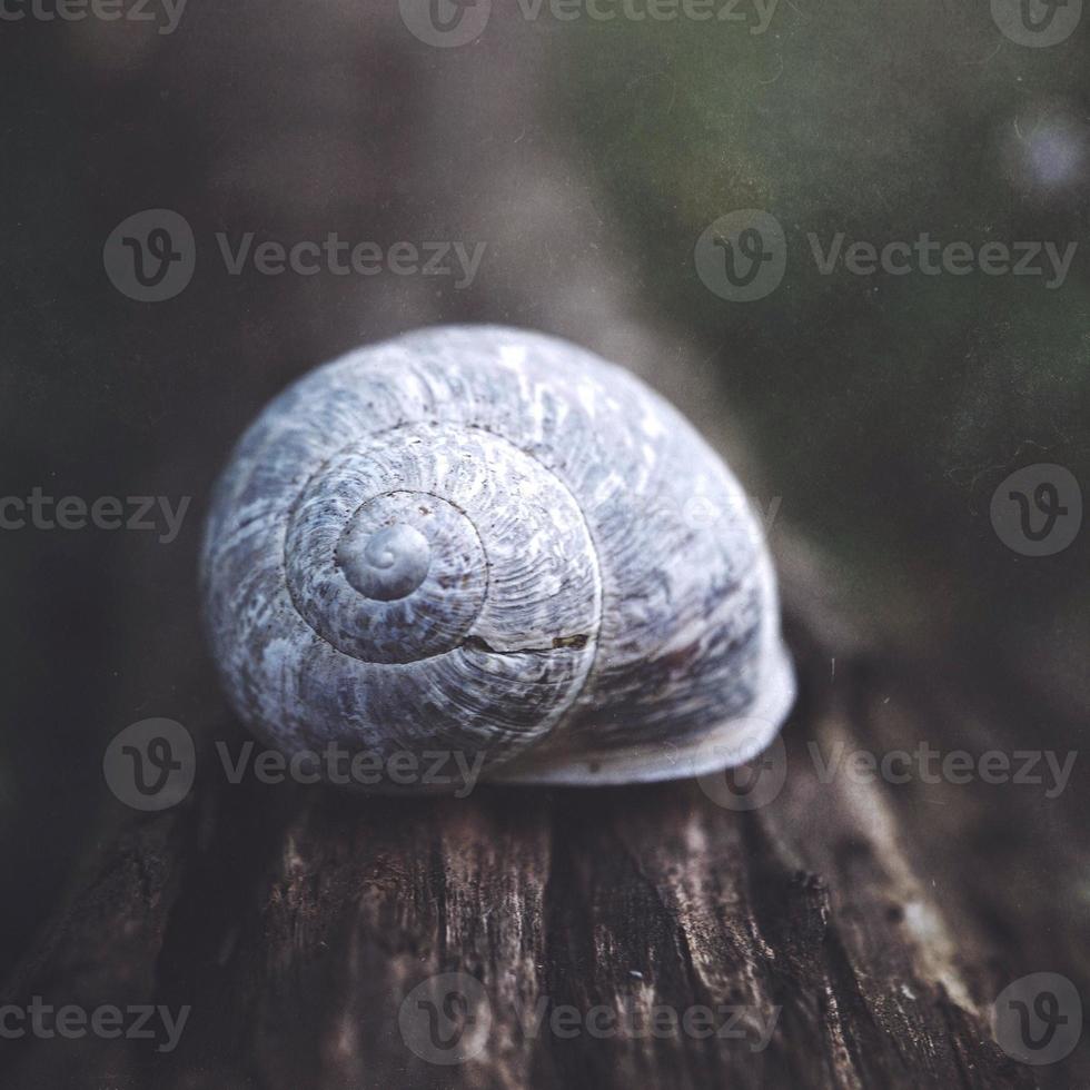 liten vit snigel i naturen foto