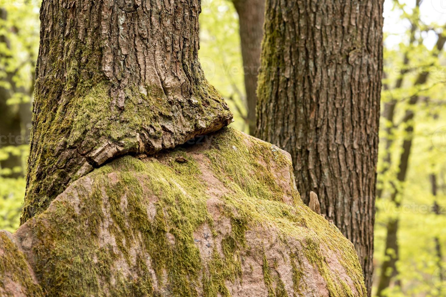 stor sandstensten i skogen som har vuxit till ett träd foto