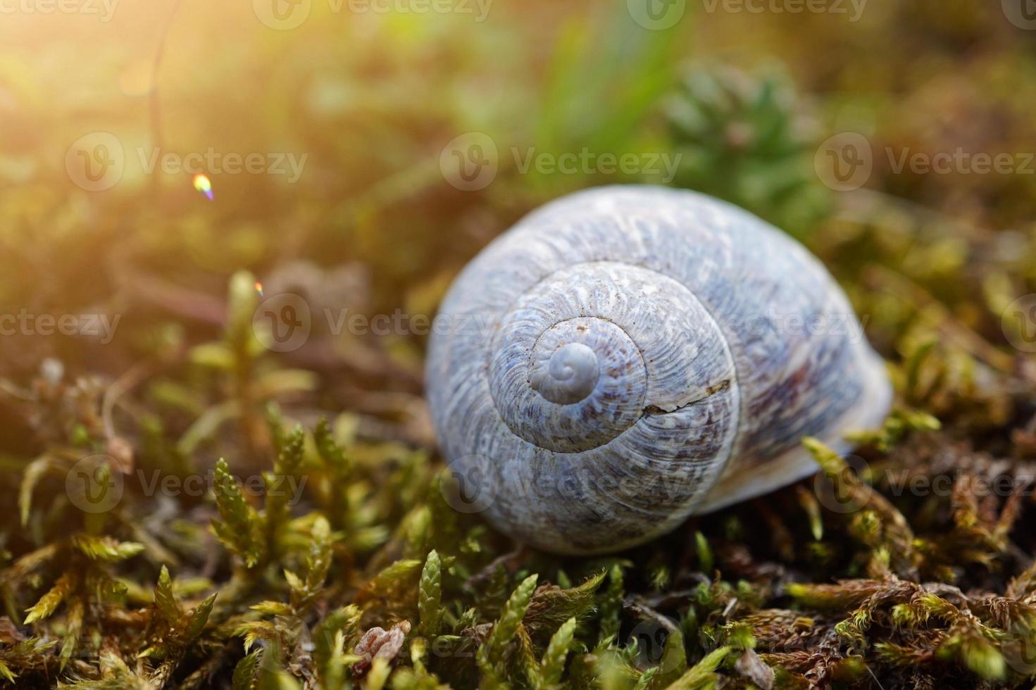 liten vit snigel i naturen foto