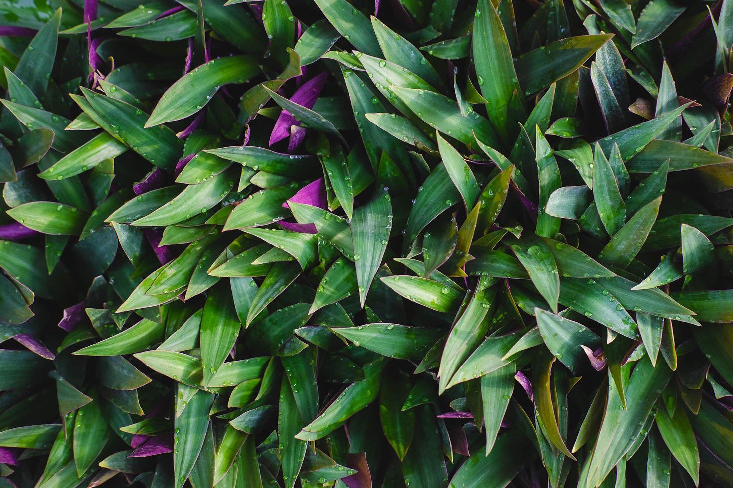 tradescantia spathacea bakgrund och natur bakgrund foto