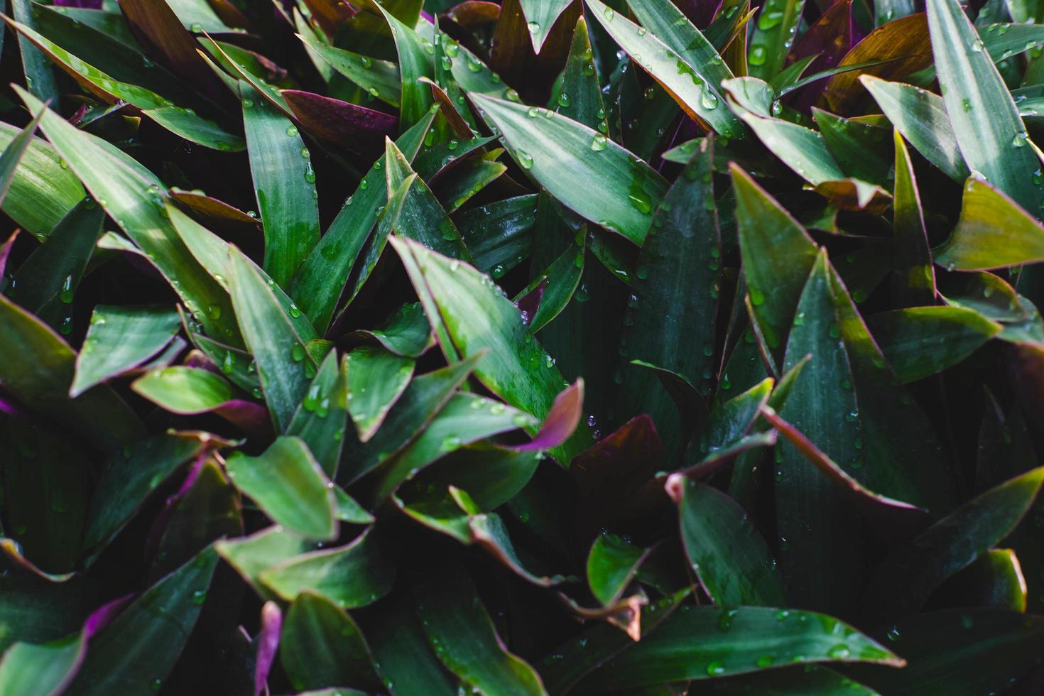 tradescantia spathacea bakgrund och natur bakgrund foto