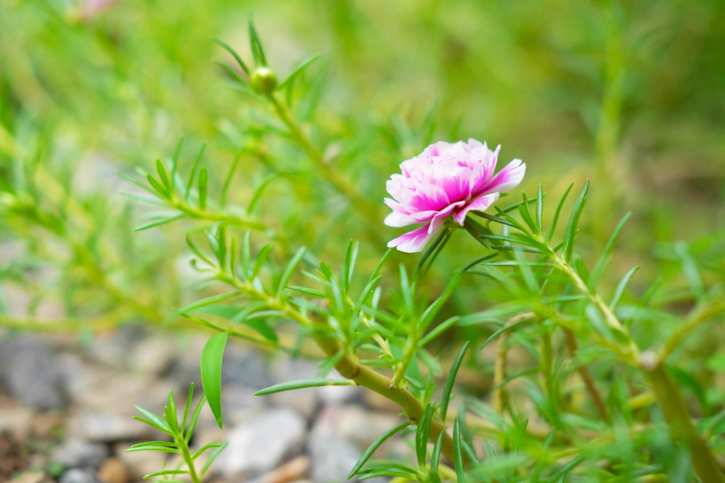 purslane blomma bakgrund foto