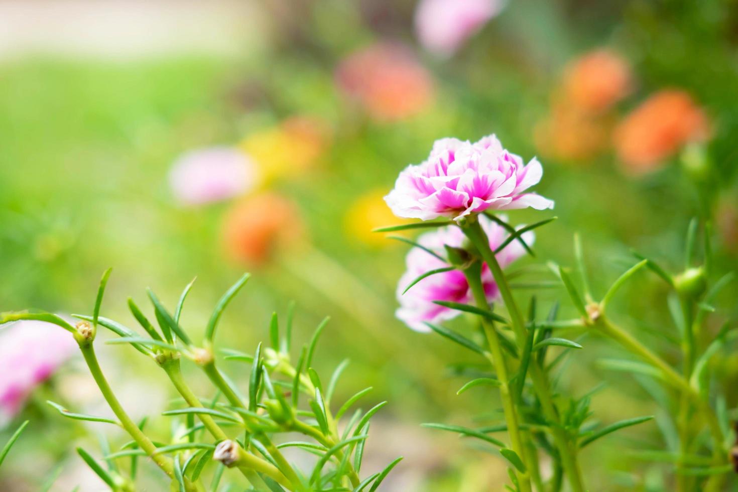 purslane blomma bakgrund foto