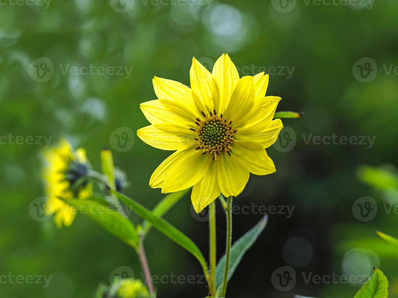 härlig gul smalbladig solros helianthus angustifolius foto