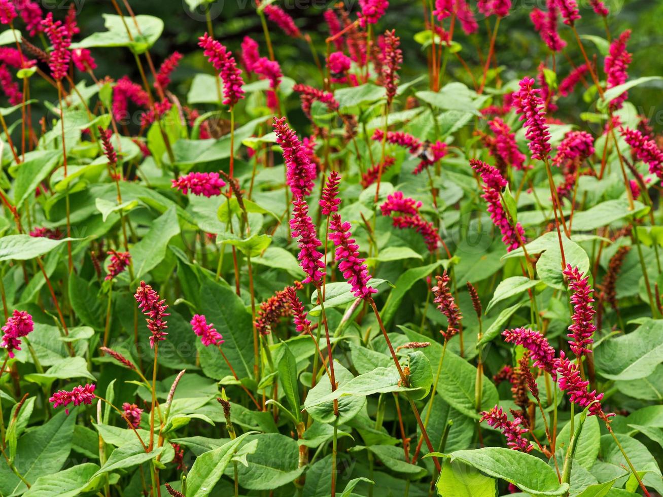 röd bistort persicaria amplexicaulis blommar i en trädgård foto