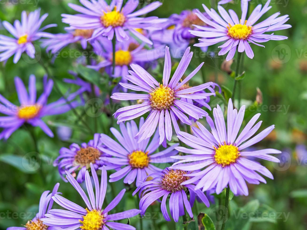 lila blommor av aster amellus rudolf goethe foto