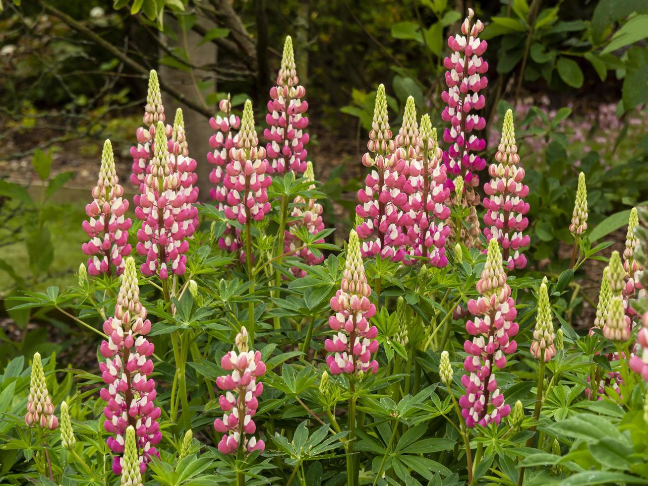 rosa och vita lupiner blommar i en trädgård foto