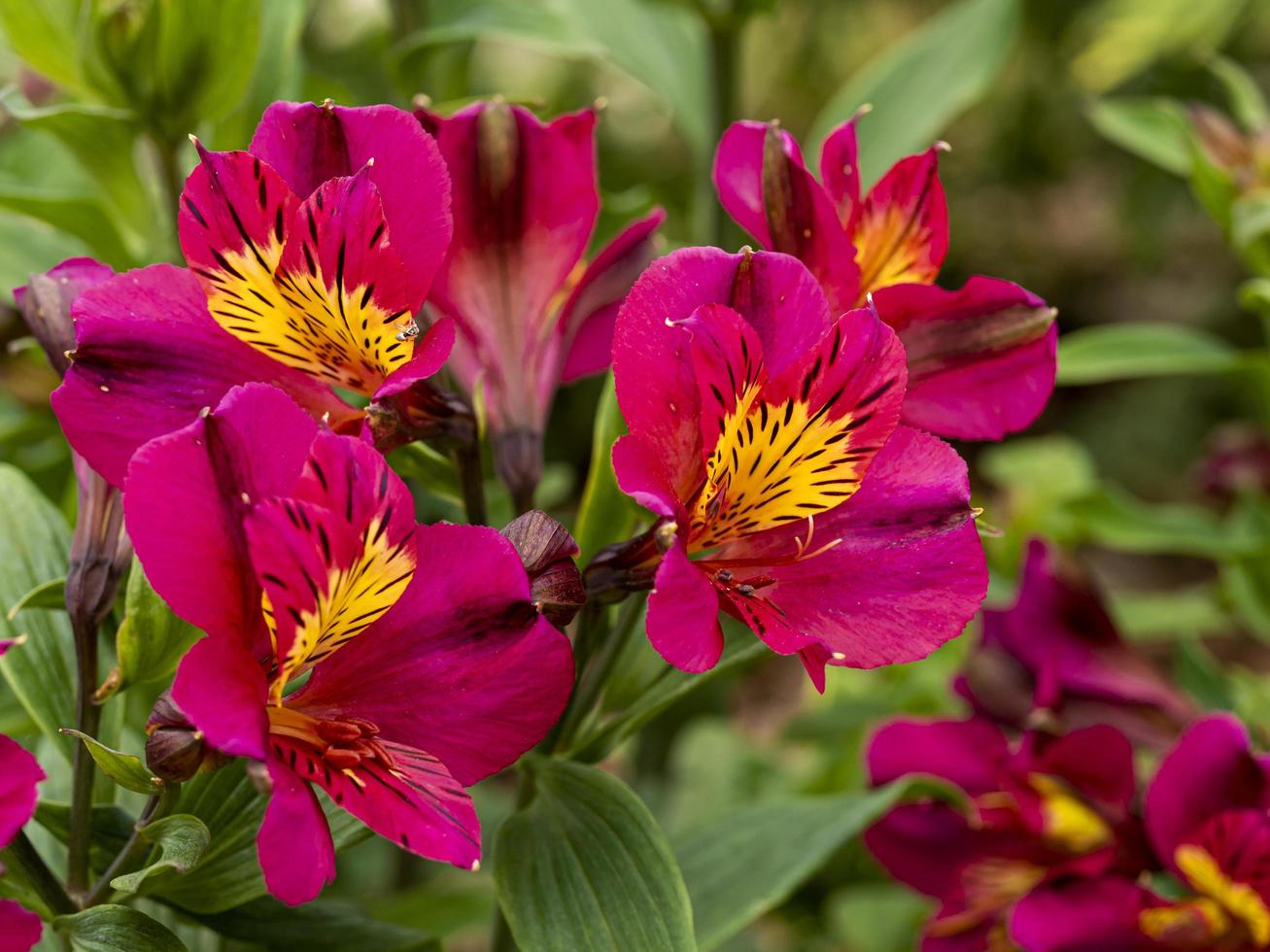 alstroemeria peruansk lilja adonis blommar i en trädgård foto