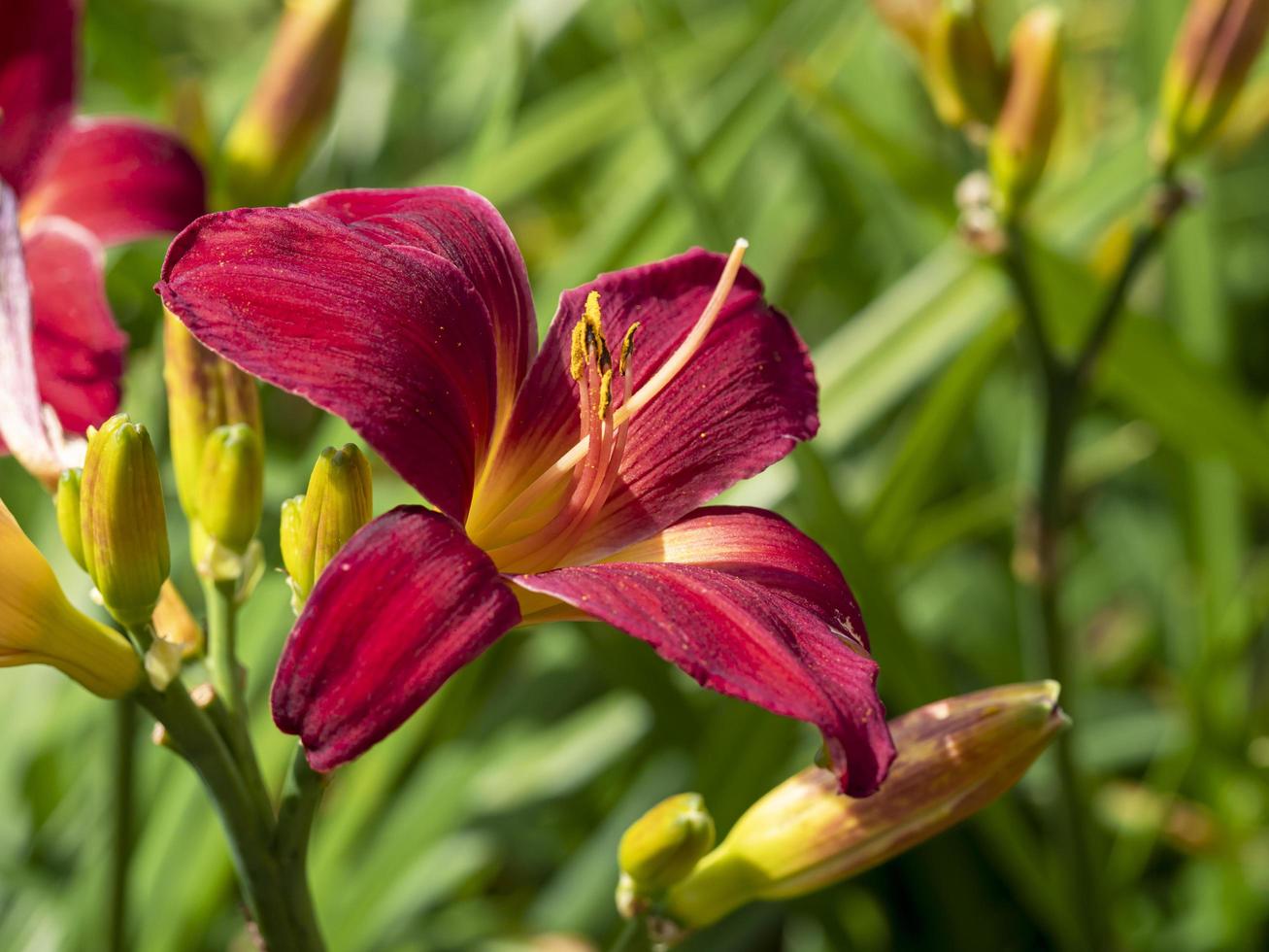 mörkrosa hemerocallis daylily sort bergslager foto