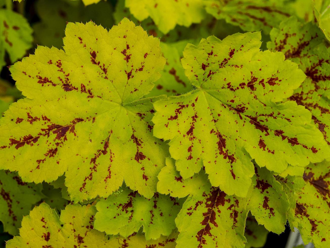 närbild av färgglada heucherella lämnar variation solenergi foto