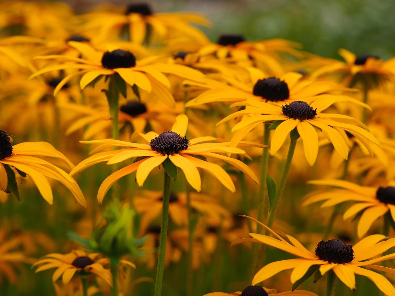 svartögda susans rudbeckia hirta i en sommarträdgård foto