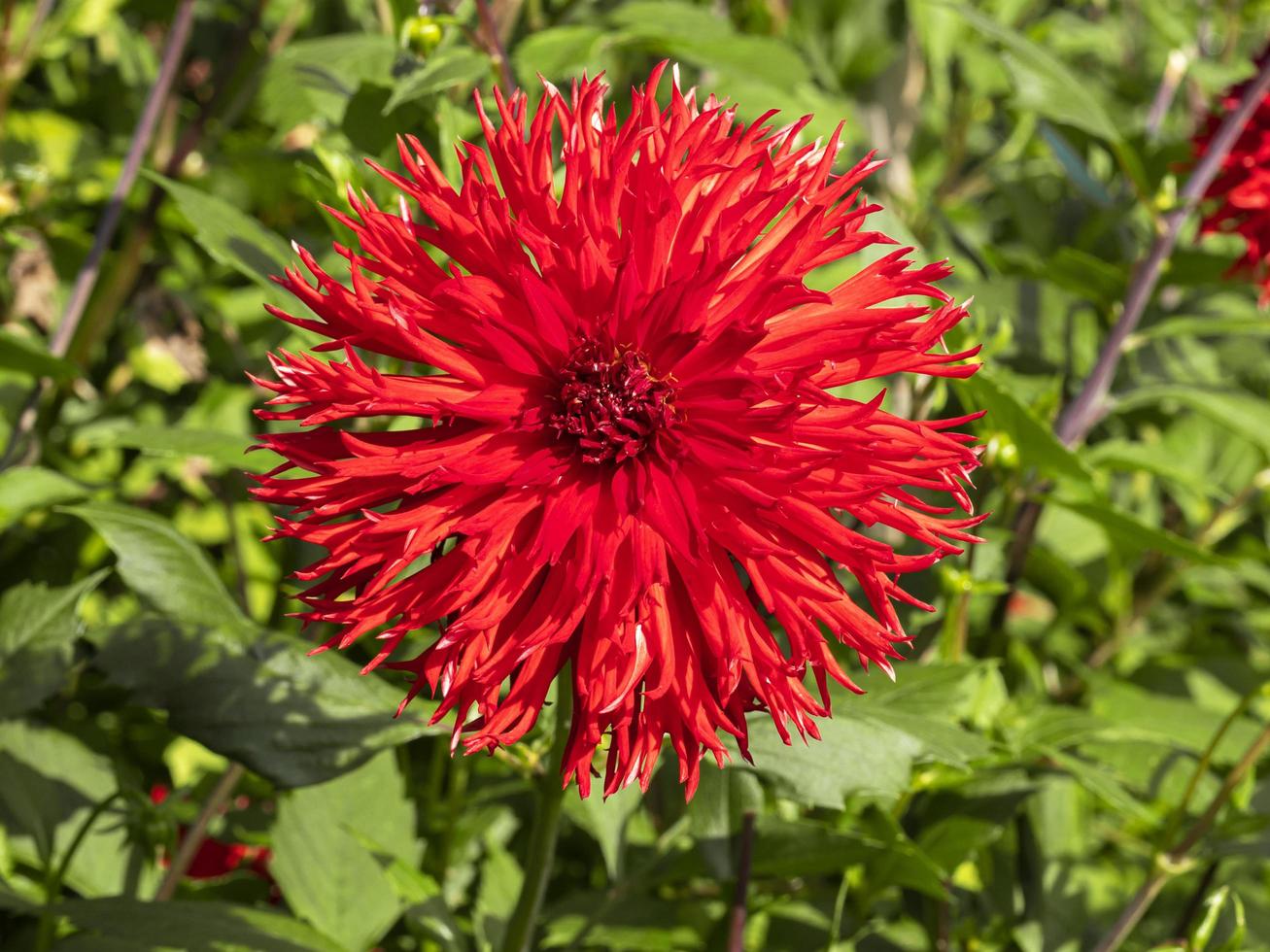 stor frilly röd dahlia blommar i en trädgård foto