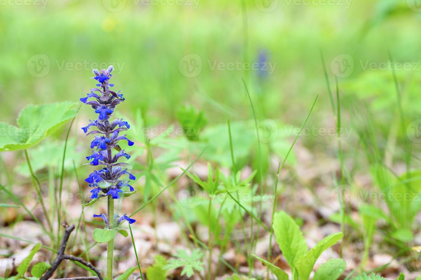 ajuga vild blomma fält växt skog natur foto