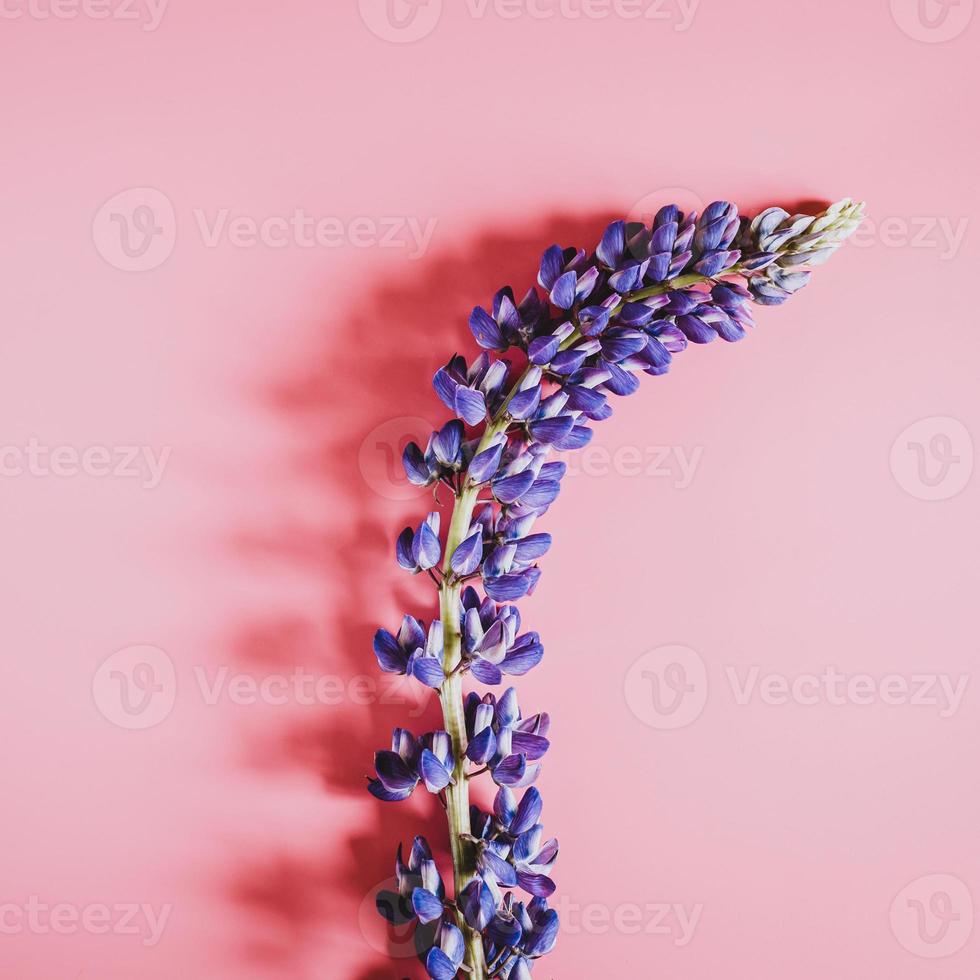 lupin lupiner platt låg blomma foto