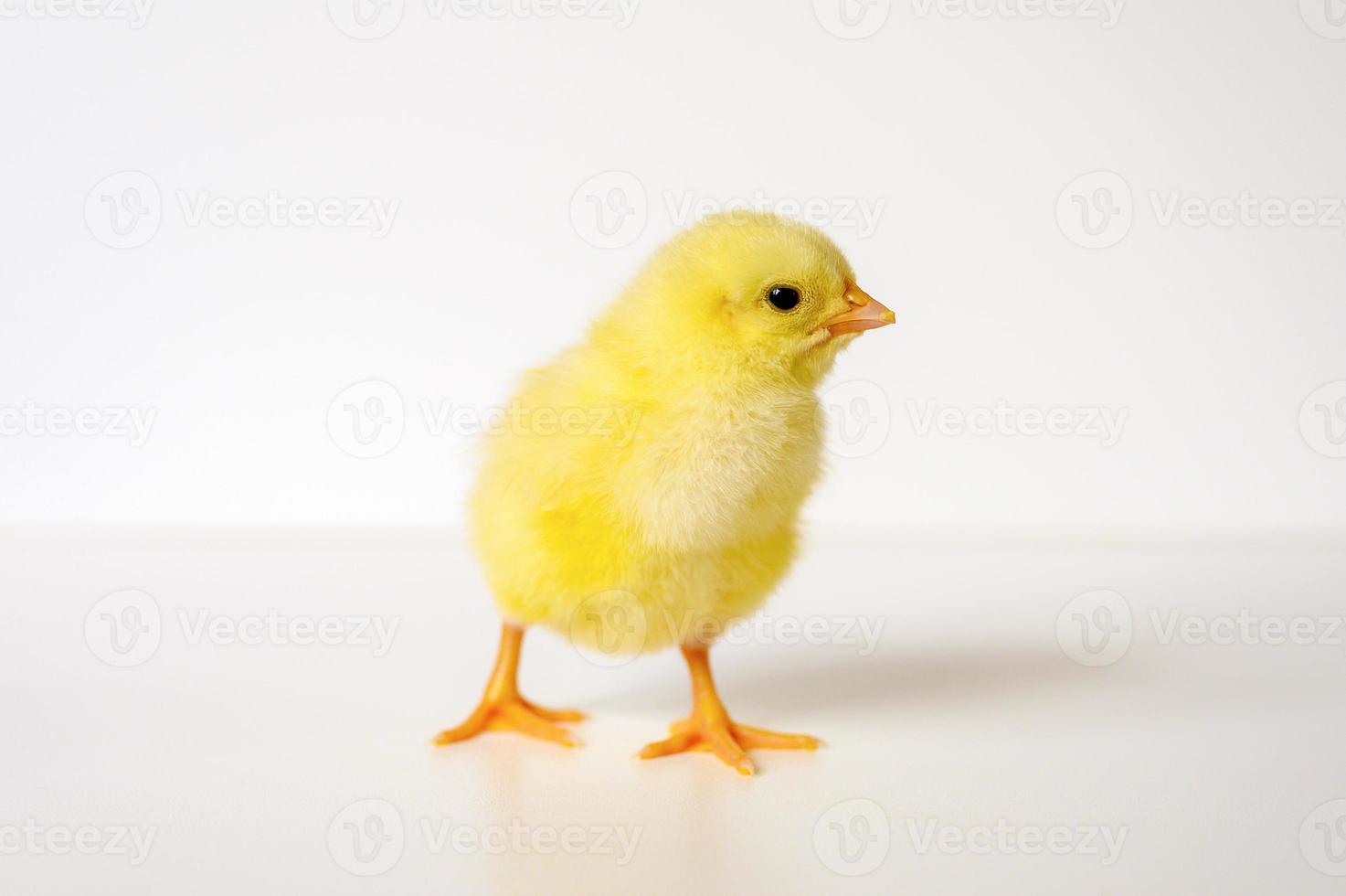 chick kyckling nyfött barn foto