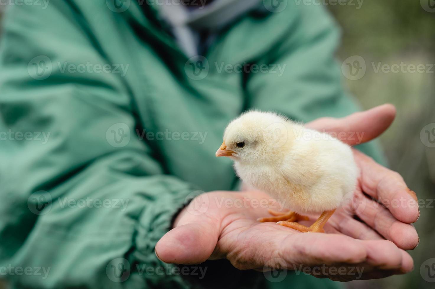 chick nyfött barn holdinh senior bondens händer foto