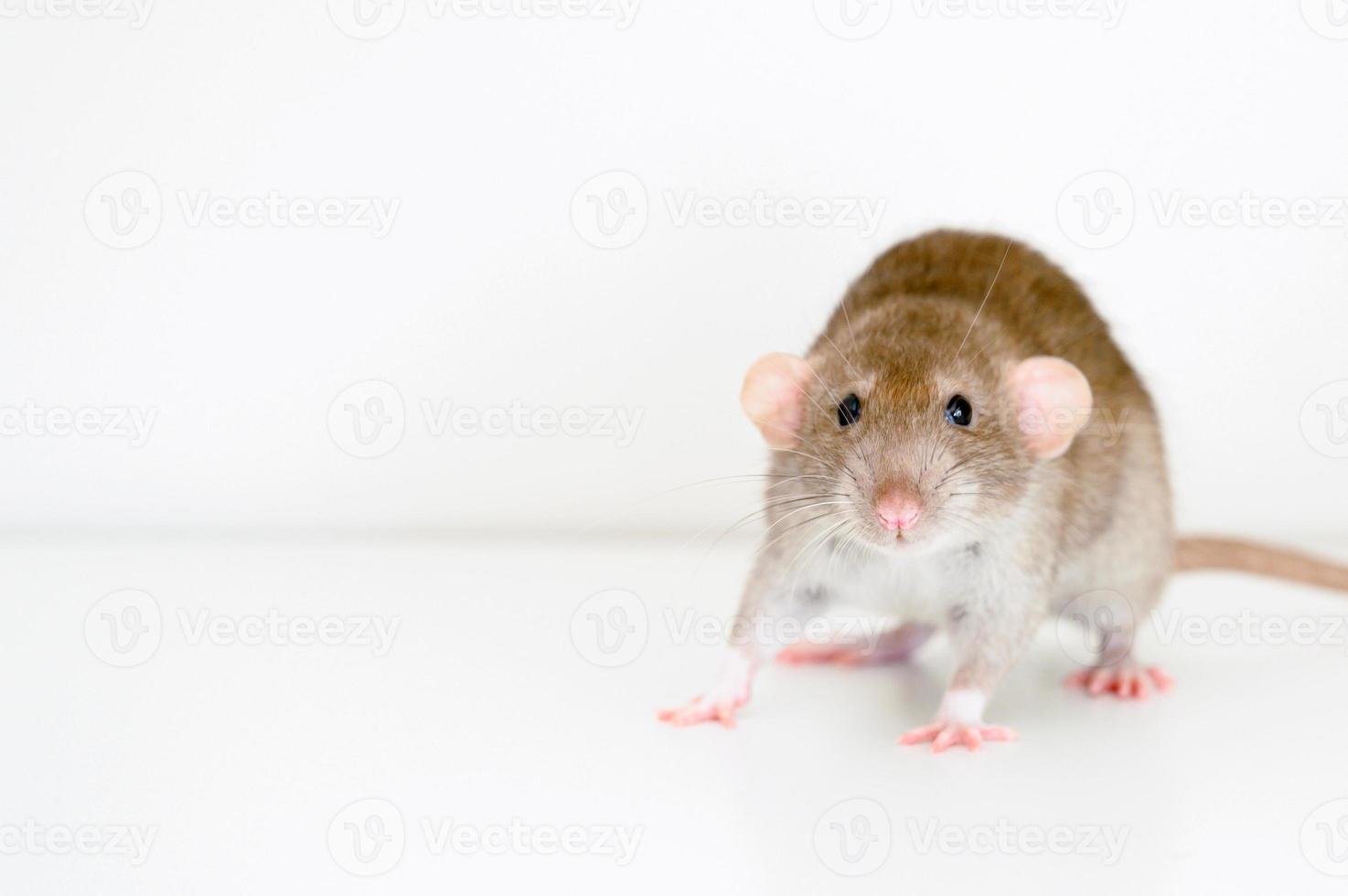 råtta sällskapsdjur mus foto
