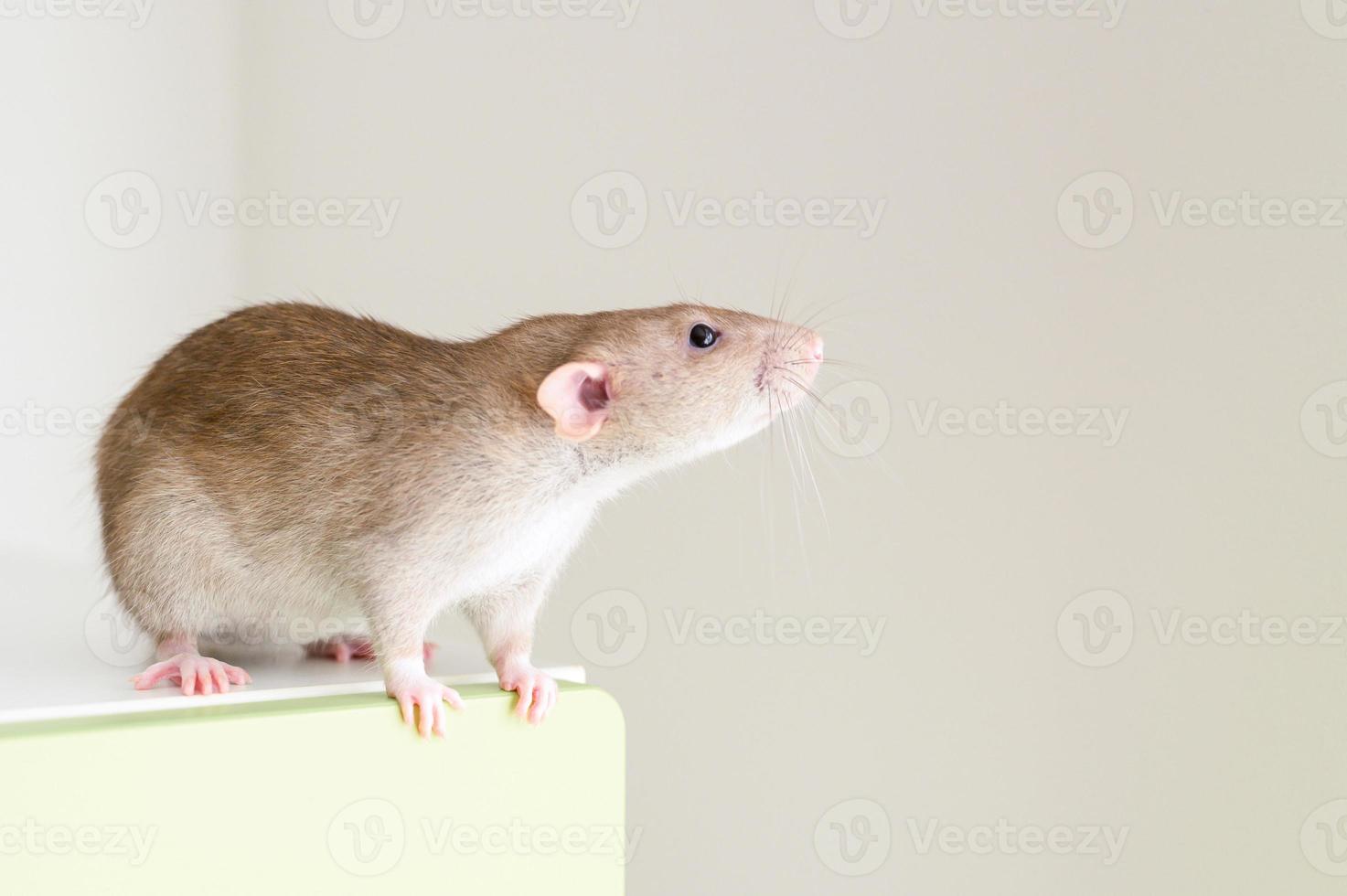 råtta sällskapsdjur mus foto
