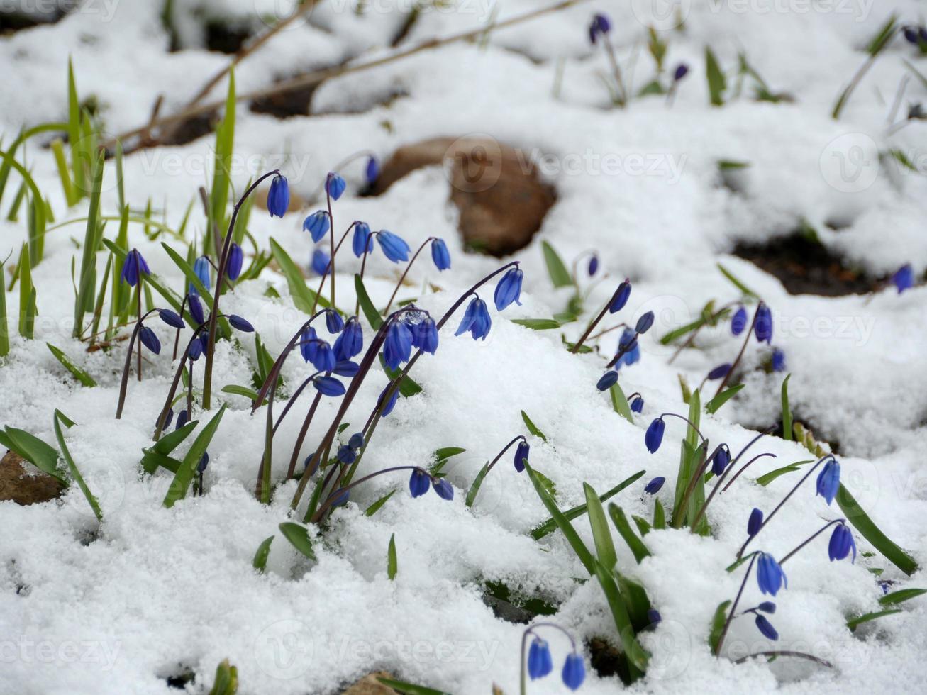 scilla blå blommor under snön på våren foto