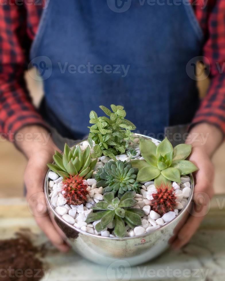 trädgårdsmästare hlding terrarium med suckulenter kaktusar foto