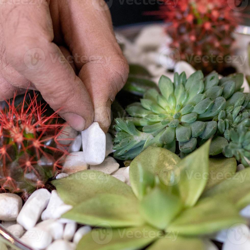 trädgårdsmästare som gör plantering av terrarier med suckulenter kaktusar foto