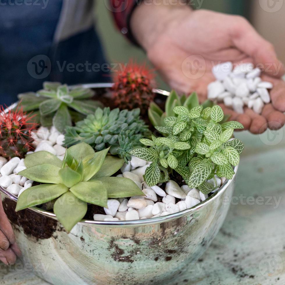 trädgårdsmästare som gör plantering av terrarier med suckulenter kaktusar foto