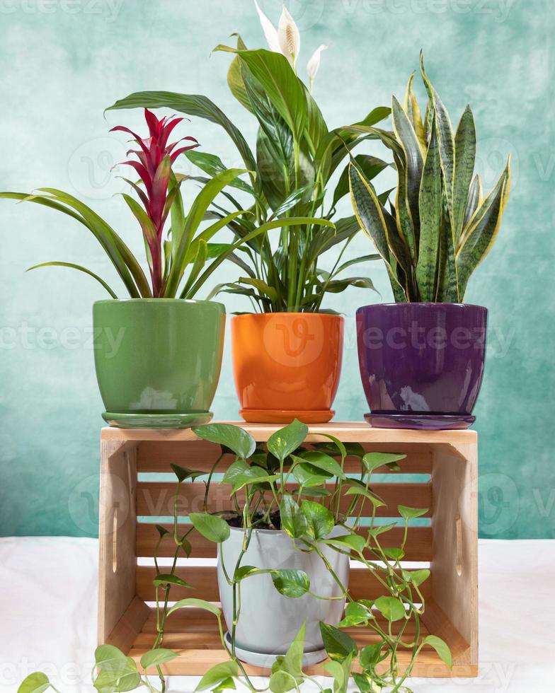 gyllene pothos djävlar murgröna epipremnum aureum bromelia blomma fred lilja sansevieria orm växt på trälådan foto