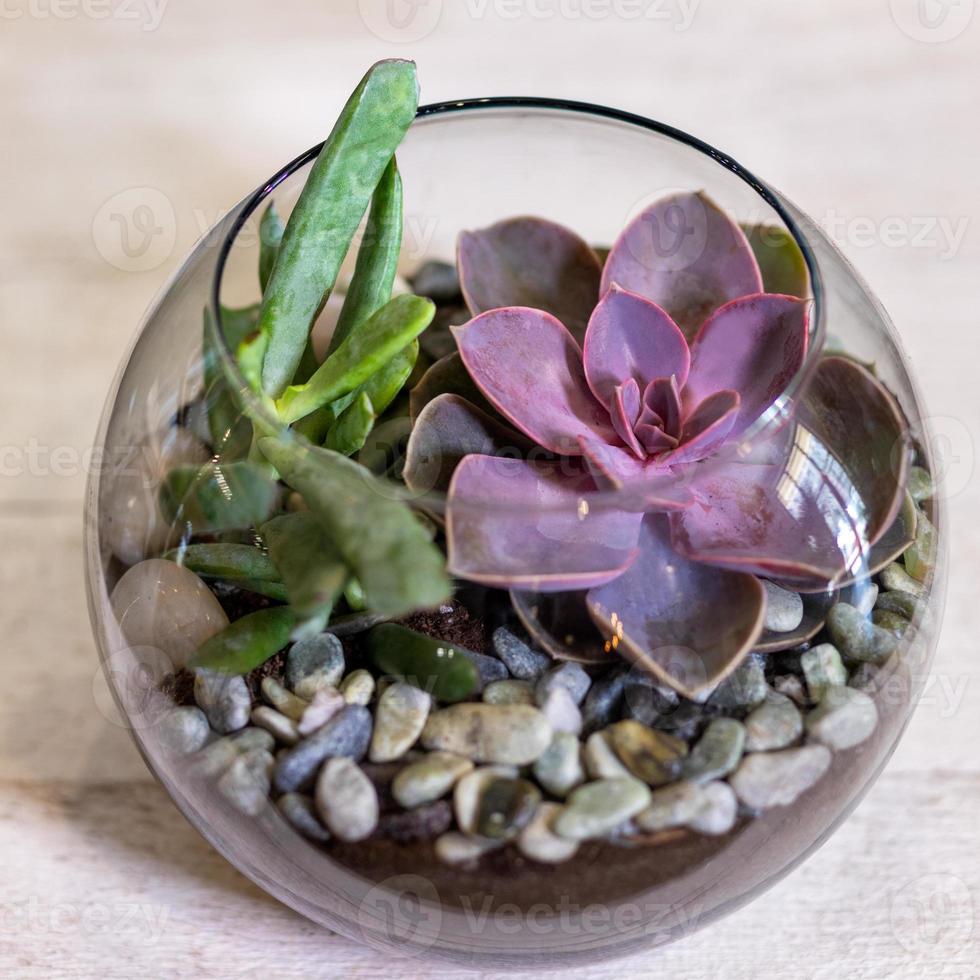 vackert terrarium med kaktusblommasand i glaset foto