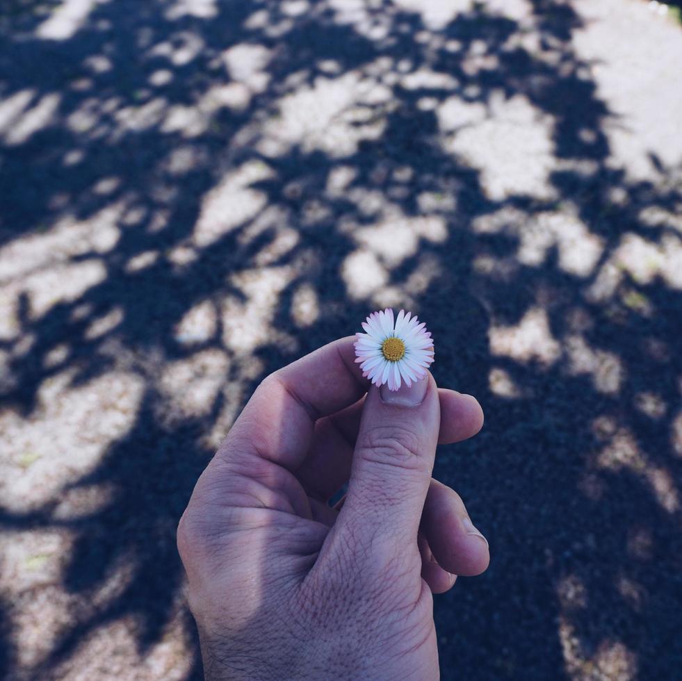 hand som håller en vacker blomma under vårsäsongen foto