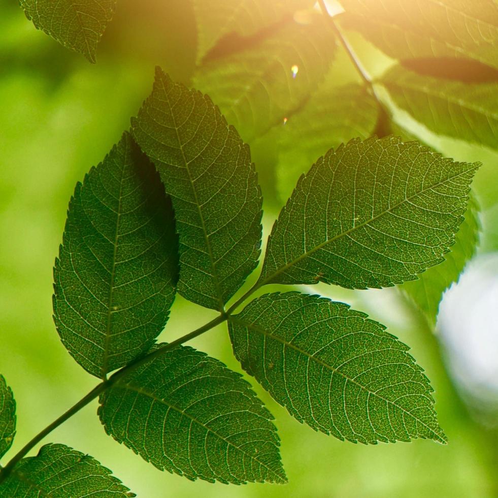 gröna träd lämnar i naturen under vårsäsongen foto