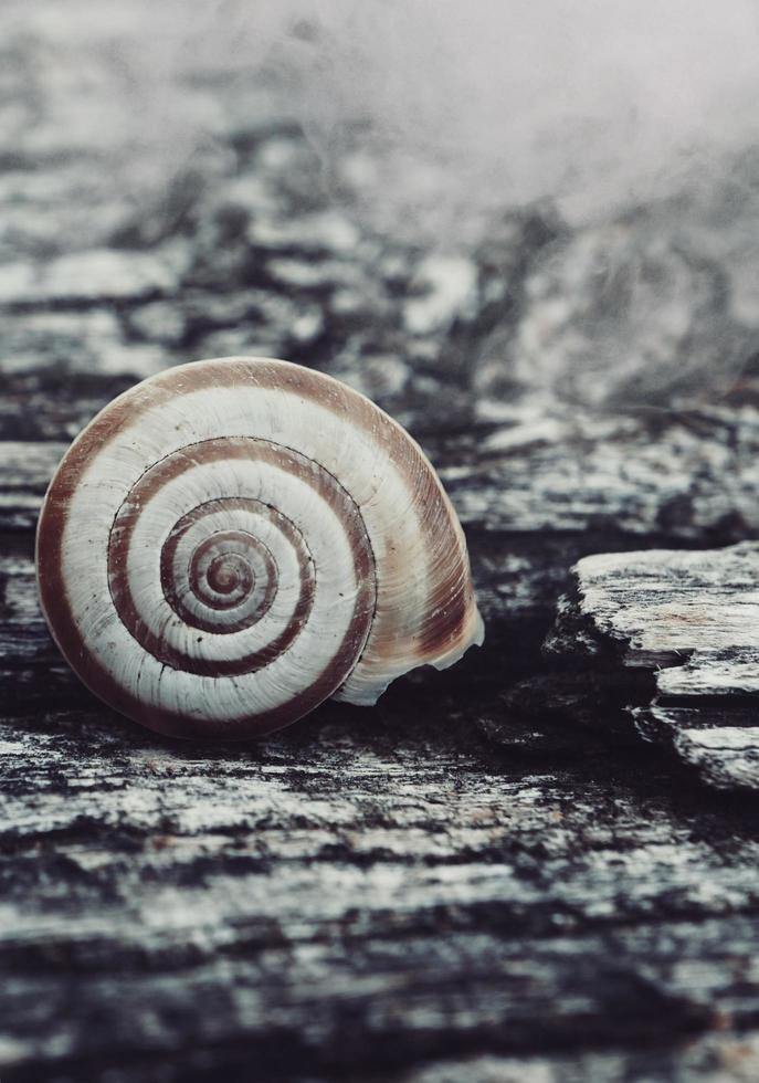 liten snigel i naturen foto