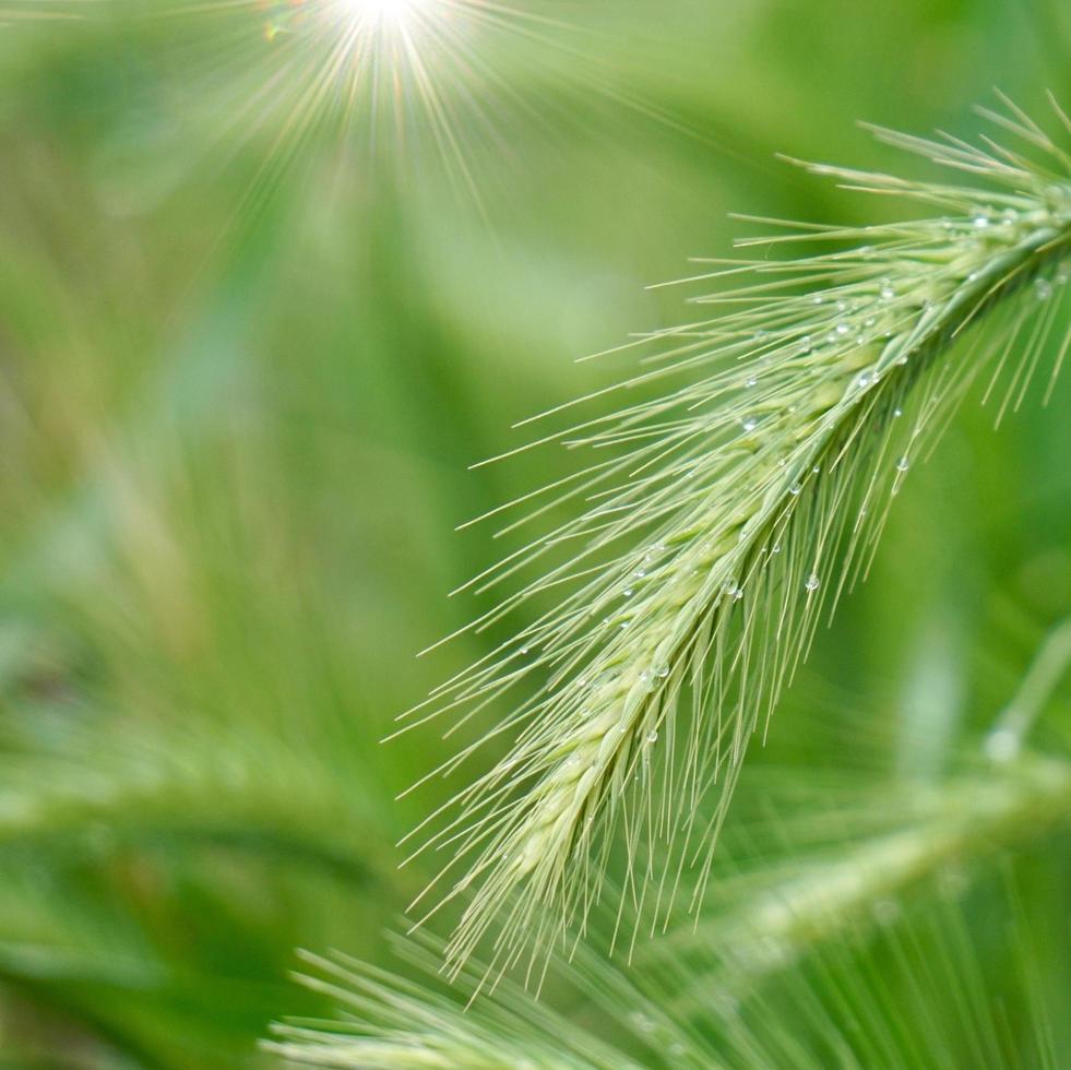 gröna växter i naturen på vårsäsongen grön bakgrund foto