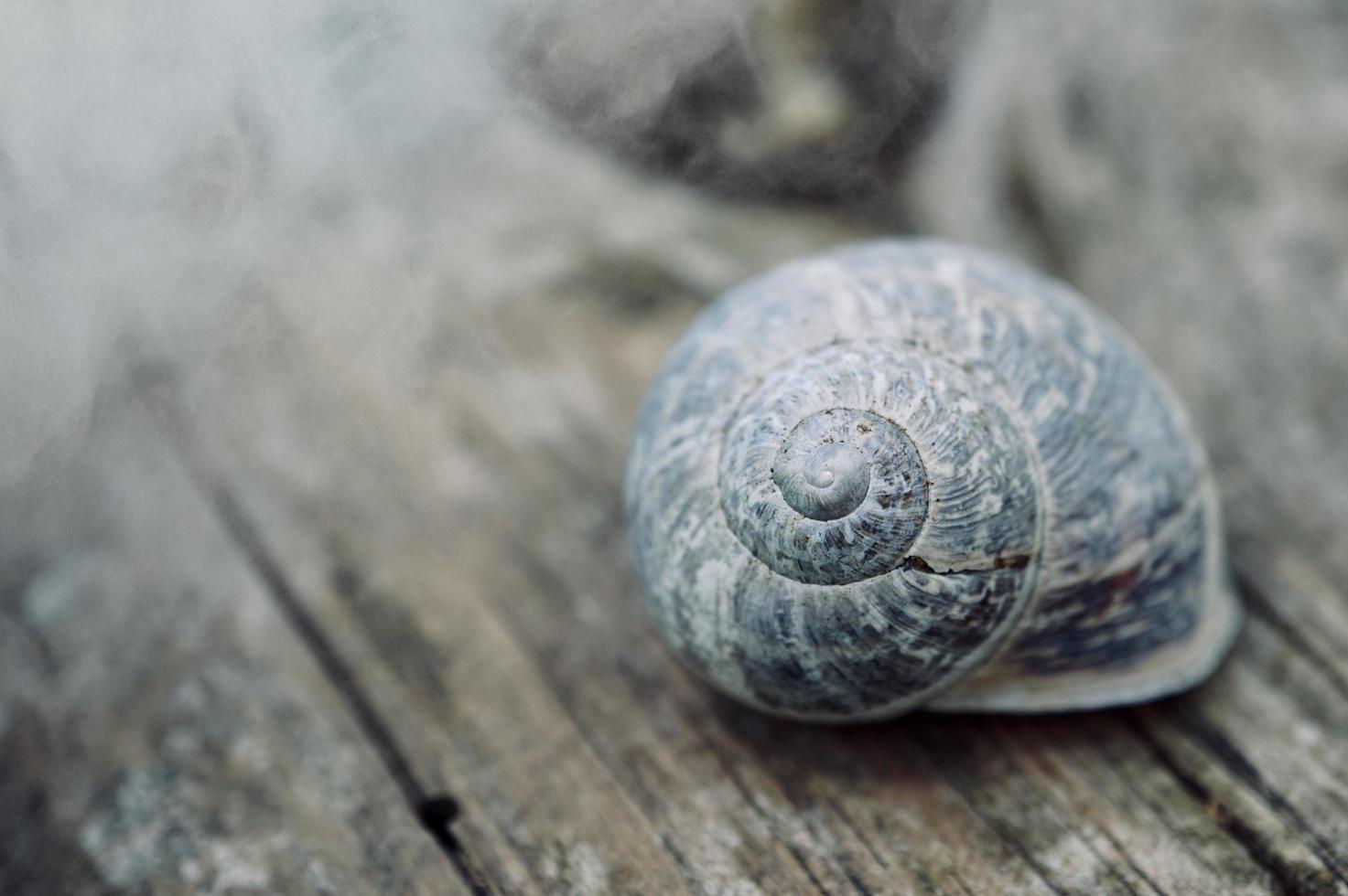 liten vit snigel i naturen foto